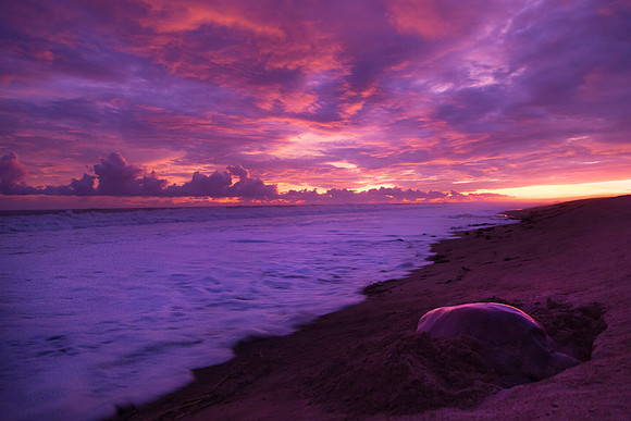 Sunset nest-digging by green sea turtle. Playa Viva, Mexico
